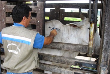 O último foco em território baiano foi identificado em 1997