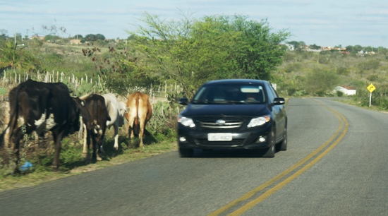 animais na pista - foto-raimundo mascarenhas