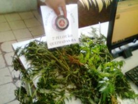 maconha apreendida.2