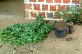 maconha apreendida