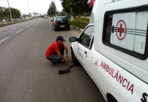ambulancia prestando socorro ao estáquio.jpg2