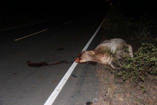 vaca morta por moto na bA 409