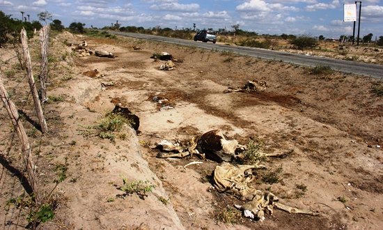 morte de animais em decorrencia da seca -1