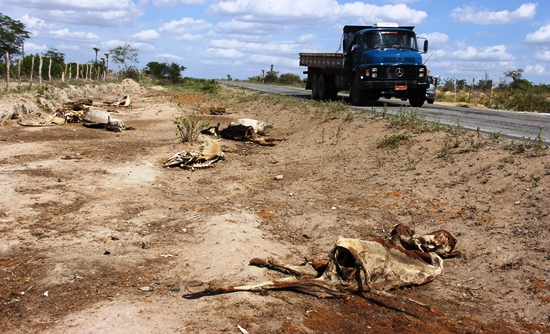 morte de animais em decorrencia da seca -2