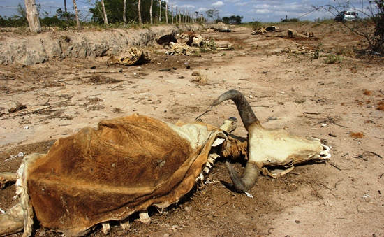 morte de animais em decorrencia da seca - des