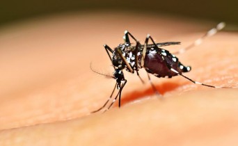 O mesmo mosquito é capaz de transmitir as três doenças. 