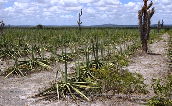 sisal murco-foto-Raimundo Mascarenhas