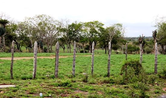 verde na região do sisal - foto-raimundo mascarenhas