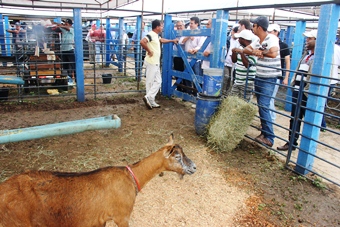 inauguração do centro de comercialização de animais de São de São Domingos-9
