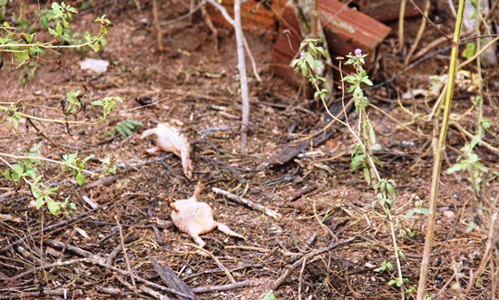 Poucos metros do corpo de Jefson foram encontrados três sapos mortos supostamente também por choque no arame. 