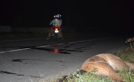 O fluxo de motocicleta é muito grande no trecho.