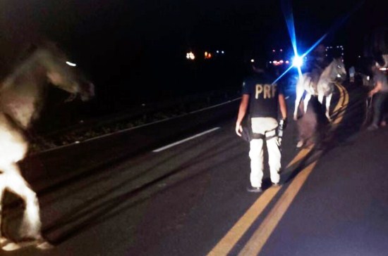 acidente com animais