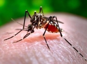 mosquito da dengue como é chamado, transmite também outras doenças.
