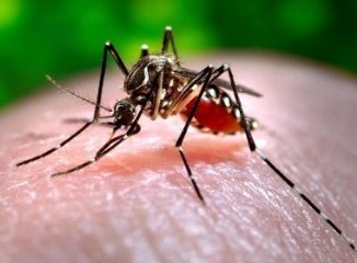 mosquito da dengue como é chamado, transmite também a chicungunya