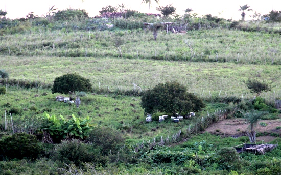 O local oferecia perigo, o CN registrou da BA 120. Os pontos brancos são os criadouros das abelhas.