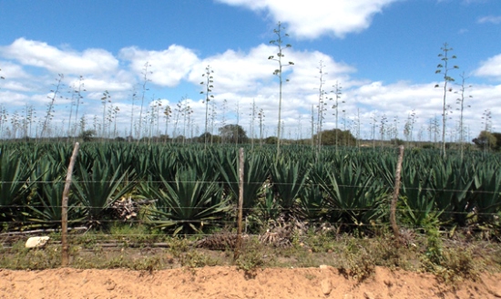 Campo sisal goiabeira