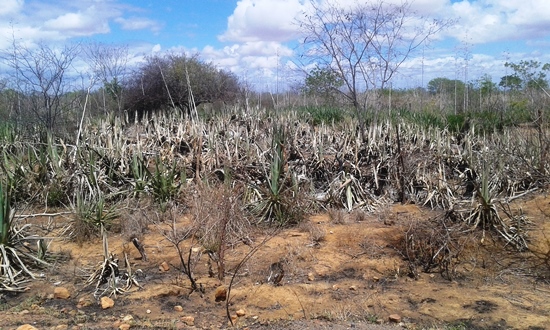 Situação atual de vários campos de sisal