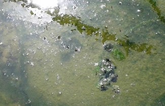 Existem larvas e mosquitos sobrevoando a água, mas não há confirmação se são os temidos transmissores da dengue, zika e