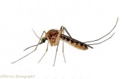 Mosquito (Culex pipiens) female