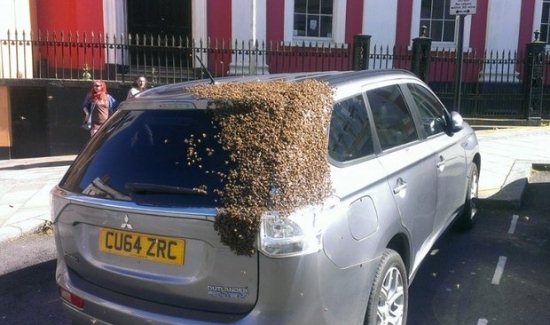 carro com abelha