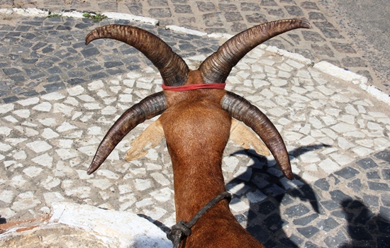 bode de quatro chifres - foto- raimundo mascarenhas