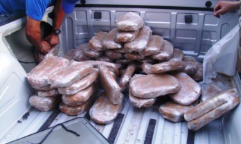 retirada da droga no pátio da delegacia de Coité