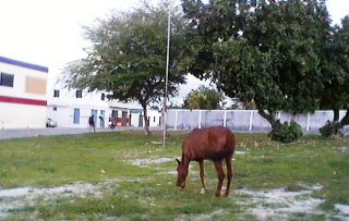 arvores arrancadas.jpg2
