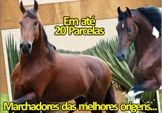 Marchadores do Sisal - pronto