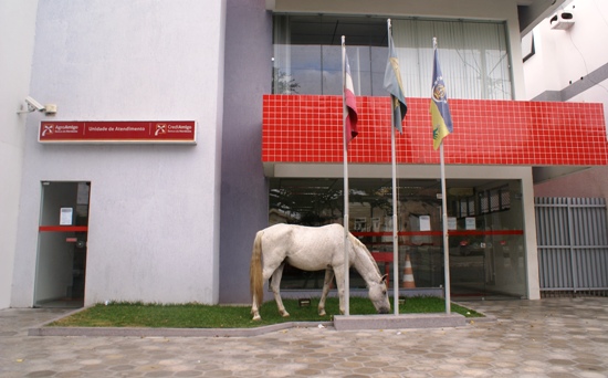 Cavalo come a grama do Banco do Nordeste - foto- Raimundo Mascarenhas