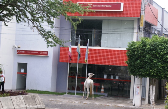 Cavalo come a grama do Banco do Nordeste - foto- Raimundo Mascarenhas