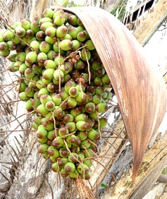 licuri1