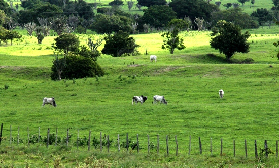 pasto em serra preta