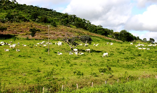 verde em serra preta