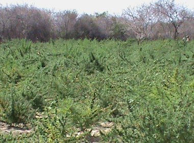 Plantação de maconha