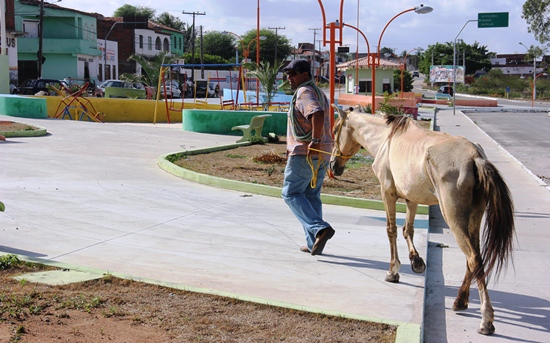 Animal sendo retirado de Praça no Bairro Açudinho - Governo Assis /Março 2013