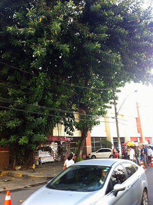 Árvore onde corpo foi encontrado em Salvador (Foto: Renata Menezes / TV Bahia)