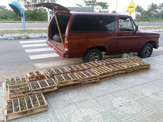Pássaros estavam em pequenas gaiolas (Foto: Divulgação / PRF)