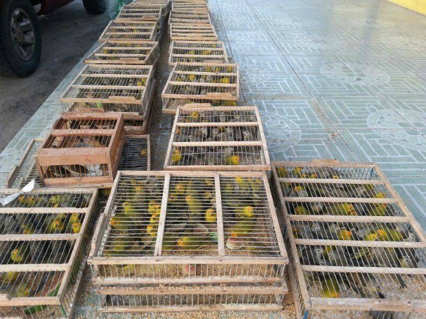 Alguns animais morreram na viagem, informou a polícia (Foto: Divulgação / PRF)