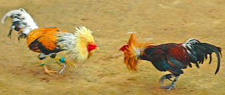 rinha de galo