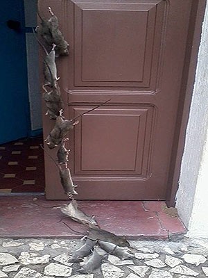Onze ratos foram pendurados na entrada da Secretaria de Saúde (Foto: Várzea do Poço Notícias)