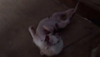 Animal sobreviveu três dias, mas depois morreu Foto: Reprodução Youtube
