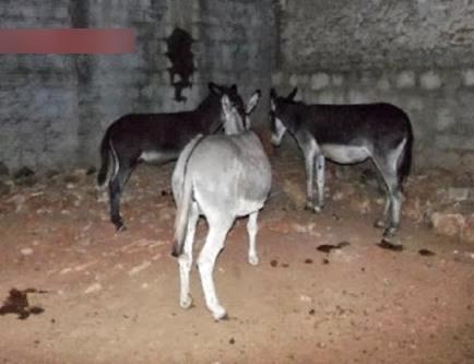 Matadouro clandestino que vendia carne de jumentos e cavalos é