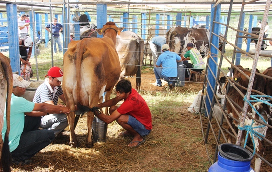 Ordenha das vacas foi em três etapas. Duas no mesmo dia.