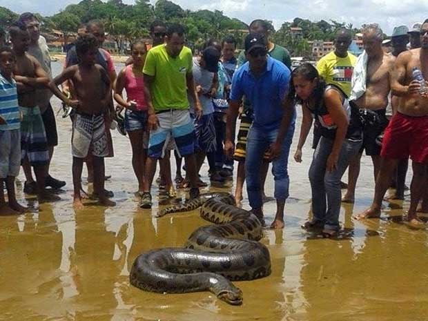 cobra itacaré