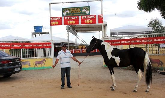 Proprietário do Haras Baunilha Adailton mostra um belo Manga Larga Marchador que vai a leilão.