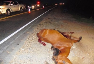 Animal também não resistiu ao impacto