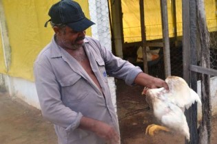 Galinha branca é comercializada mais rápido que a carijó (foto acima)