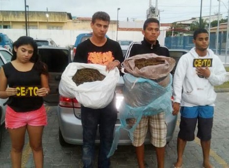 grupo maconha