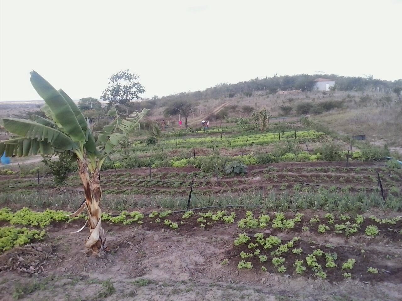 hortaliça