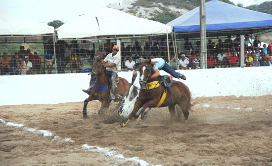 Vaqueiro se prendeu ao pescoço do cavalo para não cair junto ao boi.
